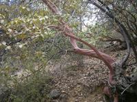 Wanderung zum Wasserfall - Erbeerbaum