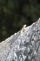 Zypernkrokodile