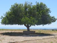 schöner Baum