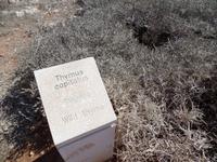 wilder Thymian