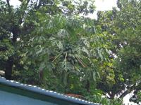 Papaya
