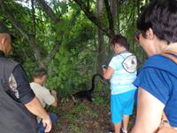 Nasenbär - Costa Rica