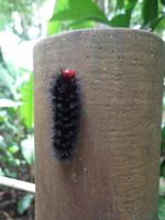 Wegbegleiter Costa Rica