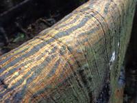 Farbenspiel der Wurzeln