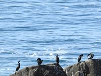 Pebble Beach - 17 Mile Drive