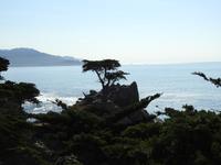 Pebble Beach - 17 Mile Drive