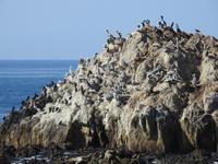 Pebble Beach - 17 Mile Drive