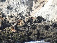 Pebble Beach - 17 Mile Drive