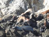 Pebble Beach - 17 Mile Drive
