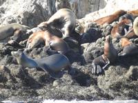 Pebble Beach - 17 Mile Drive
