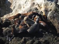 Pebble Beach - 17 Mile Drive