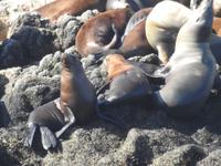 Pebble Beach - 17 Mile Drive