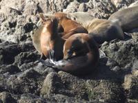 Pebble Beach - 17 Mile Drive