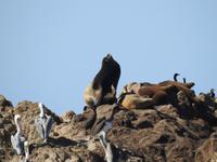 Pebble Beach - 17 Mile Drive