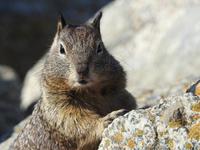Pebble Beach - 17 Mile Drive