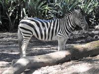 Safari-Park, Guatemala