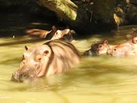 Safari-Park, Guatemala