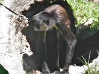 Safari-Park, Guatemala