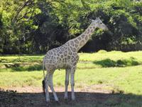 Safari-Park, Guatemala