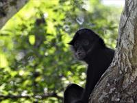 Safari-Park, Guatemala