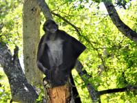 Safari-Park, Guatemala