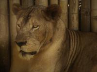 Safari-Park, Guatemala