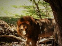 Safari-Park, Guatemala