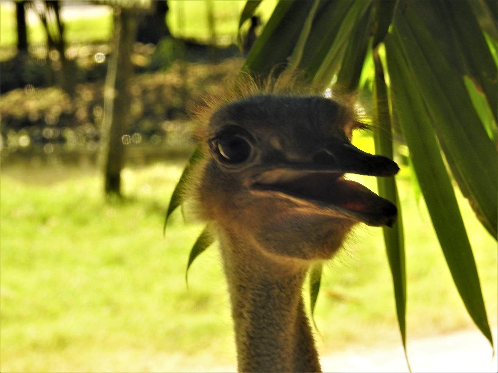 Safari-Park, Guatemala