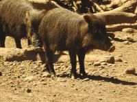 Safari-Park, Guatemala