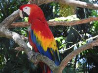 Safari-Park, Guatemala