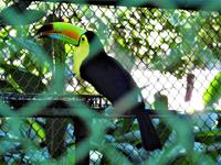 Safari-Park, Guatemala