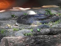 Safari-Park, Guatemala