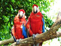 Safari-Park, Guatemala