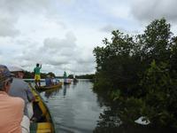 Kanufahrt durch die Mangroven