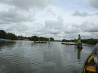 Kanufahrt durch die Mangroven