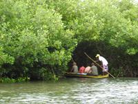 Kanufahrt durch die Mangroven