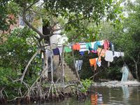 wohnen in den Mangroven