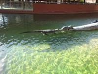 Alligatorund Turtles