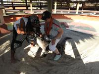 tritt niemals einem Alligator auf den Fuß!