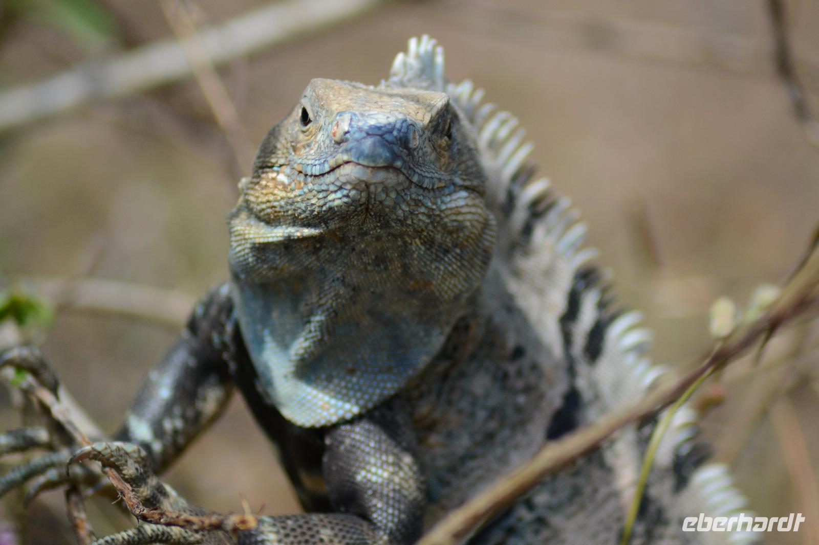 Carara Natiopnalpark  (3)