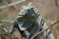 Carara Natiopnalpark  (3)