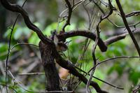 Carara Natiopnalpark  (5)