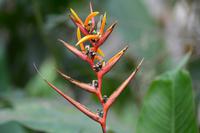 Carara Natiopnalpark  (6)