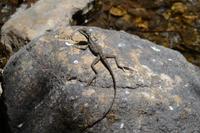 Carara Natiopnalpark  (9)