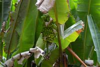 Carara Natiopnalpark