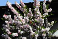 der Ursprung von LA (5)