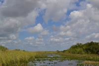 Everglades Miami (2)