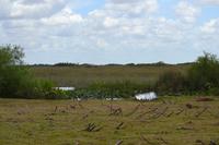 Everglades Miami (5)