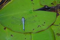 Everglades Miami (8)