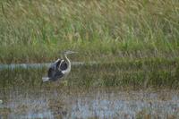 Everglades Miami (10)